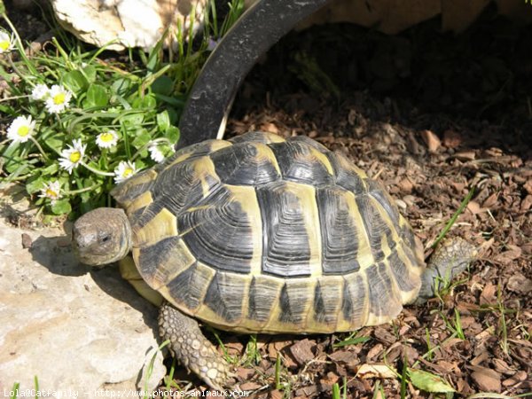 Photo de Tortue