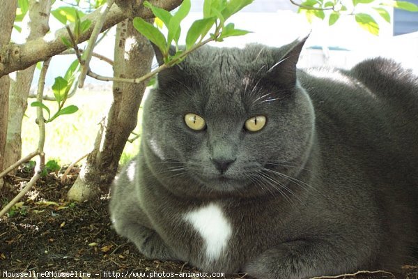 Photo de Chat domestique