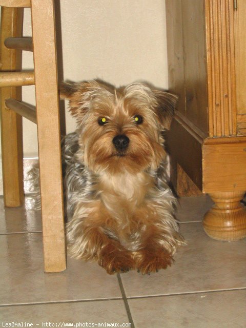 Photo de Yorkshire terrier