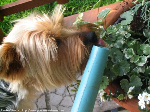 Photo de Yorkshire terrier