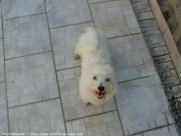 Photo de Bichon maltais