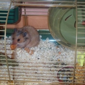 Photo de Hamster