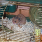 Photo de Hamster