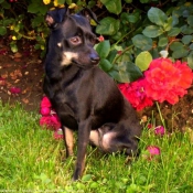 Photo de Pinscher nain