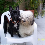 Photo de Bouledogue franais