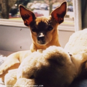 Photo de Pinscher nain