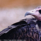 Photo de Vautour charognard