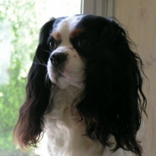 Photo de Cavalier king charles spaniel