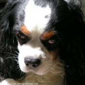 Photo de Cavalier king charles spaniel