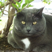 Photo de Chat domestique