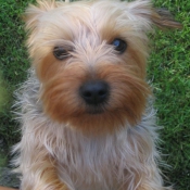 Photo de Yorkshire terrier