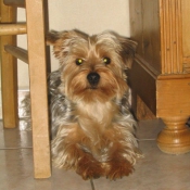 Photo de Yorkshire terrier