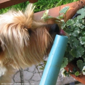 Photo de Yorkshire terrier