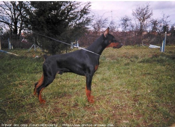 Photo de Dobermann