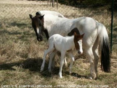 Photo de Shetland