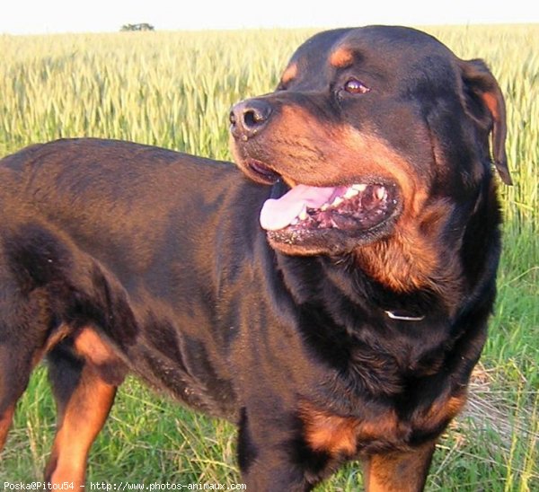 Photo de Rottweiler