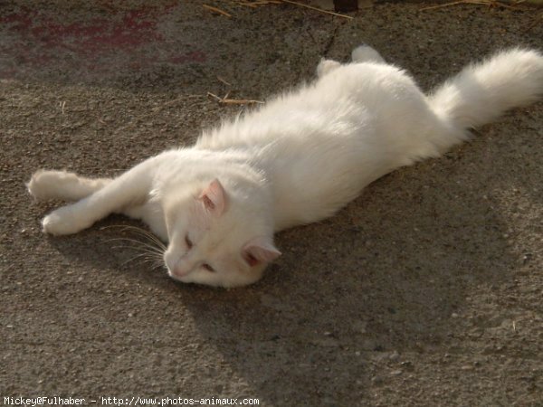 Photo d'Angora turc