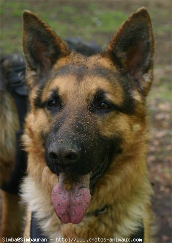 Photo de Berger allemand  poil court