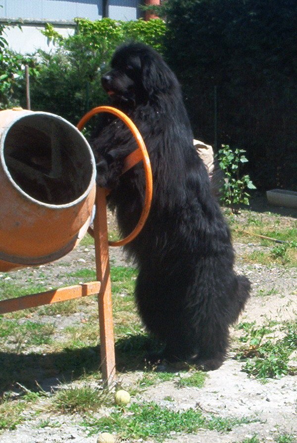 Photo de Chien de terre-neuve