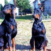 Photo de Dobermann