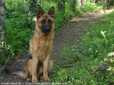 Photo de Berger allemand  poil court