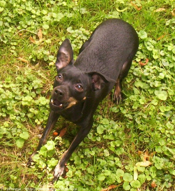 Photo de Pinscher nain