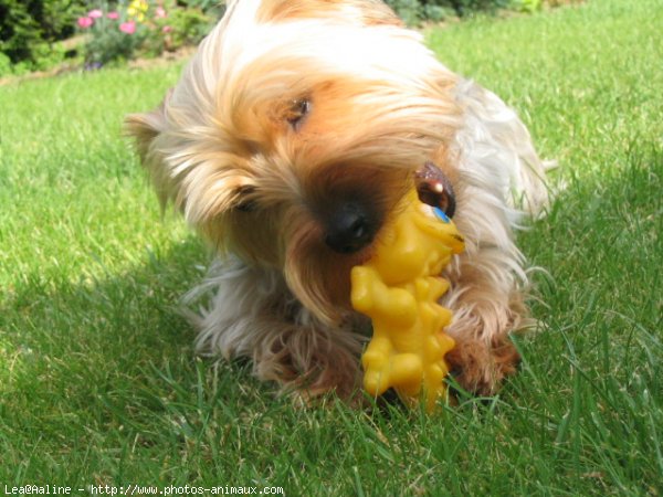 Photo de Yorkshire terrier