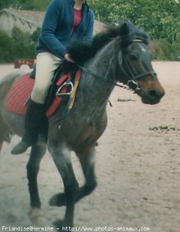 Photo de Poney franais de selle