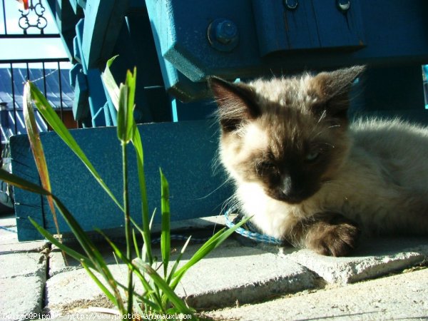 Photo de Croisement