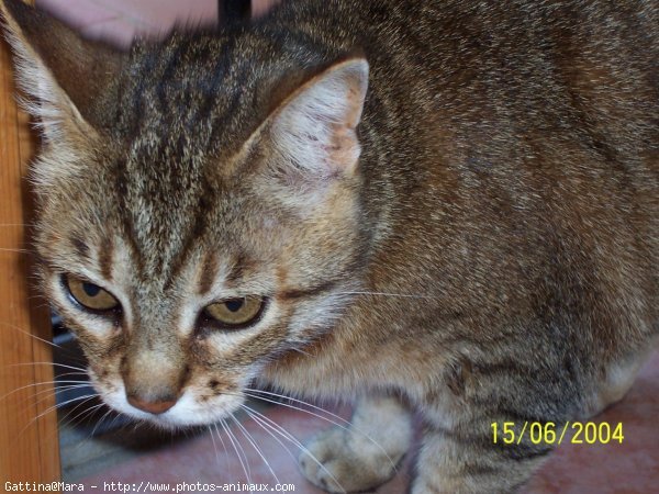 Photo de Chat domestique