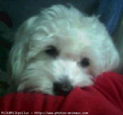 Photo de Bichon maltais