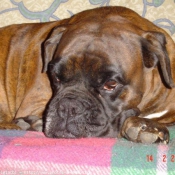 Photo de Boxer