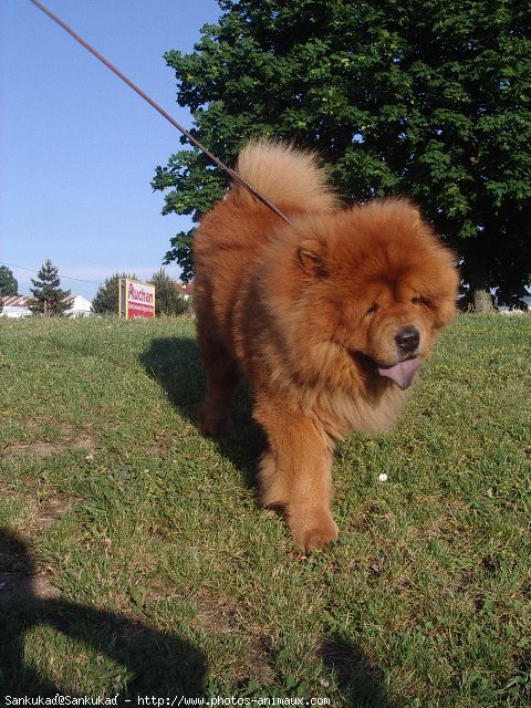 Photo de Chow chow