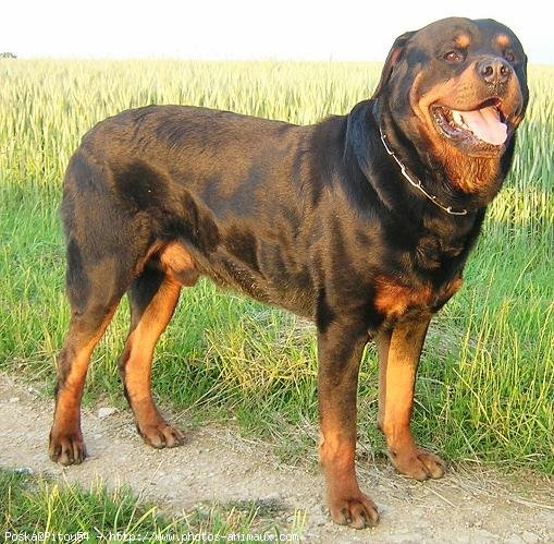 Photo de Rottweiler