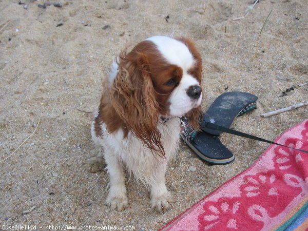 Photo de Cavalier king charles spaniel