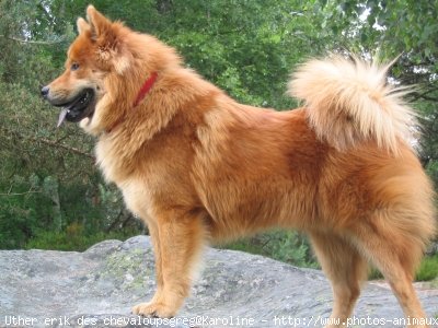 Photo d'Eurasier