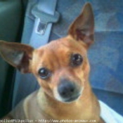 Photo de Pinscher nain