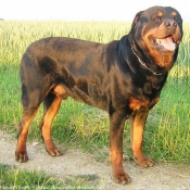 Photo de Rottweiler