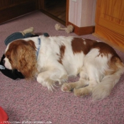 Photo de Cavalier king charles spaniel