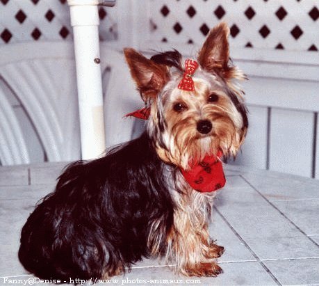 Photo de Yorkshire terrier