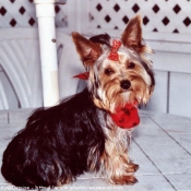 Photo de Yorkshire terrier