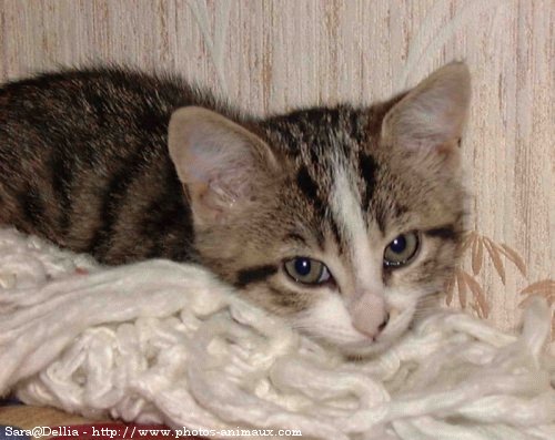 Photo de Chat domestique