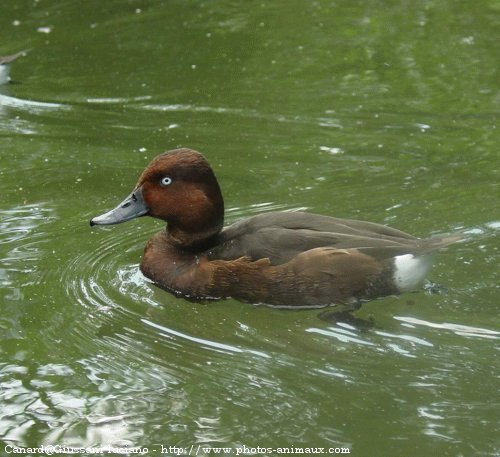 Photo de Canard - fuligule milouin