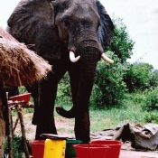 Photo d'Elphant d'afrique