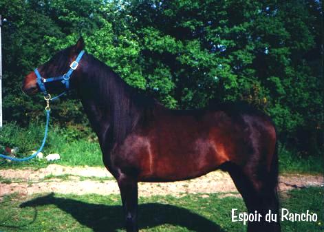 Photo de Poney franais de selle