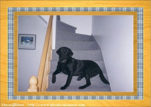 Photo de Labrador retriever