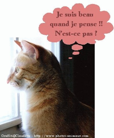 Photo de Chat domestique