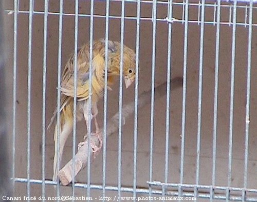 Photo de Canari