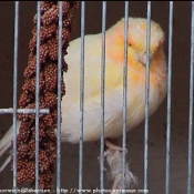 Photo de Canari