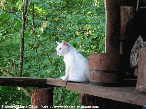 Photo de Chat domestique